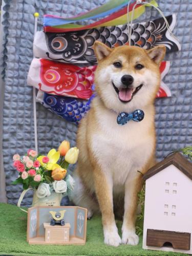 20230527マロンちゃん